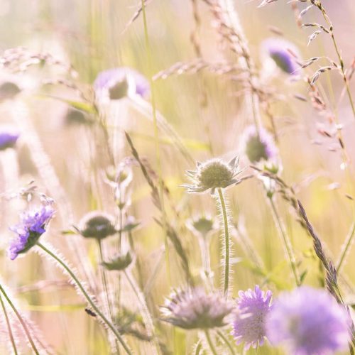 Z) posted gold wildflowers
